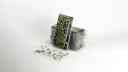 Laser plants- Elephant Ear