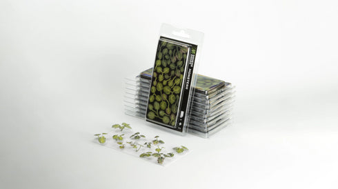 Laser plants-Monstera