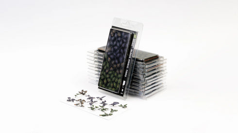 Laser plants-Black Magic Taro