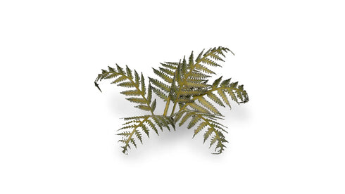 Laser plants-Bracken