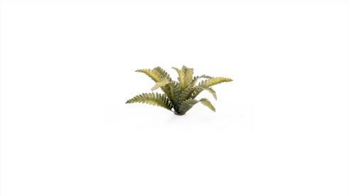 Laser plants-Deer Fern