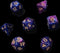 7x Mix 16mm Dice - Royal Purple