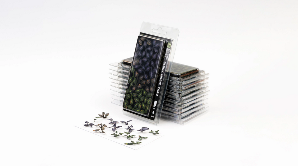 Laser plants-Black Magic Taro