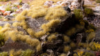 Beige (4mm) small