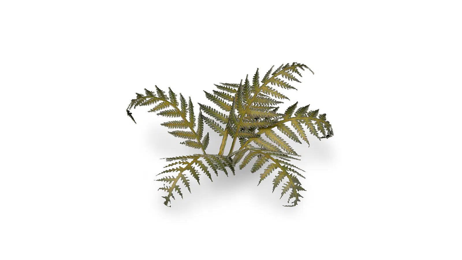 Laser plants-Bracken
