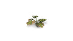 Laser plants-Monstera