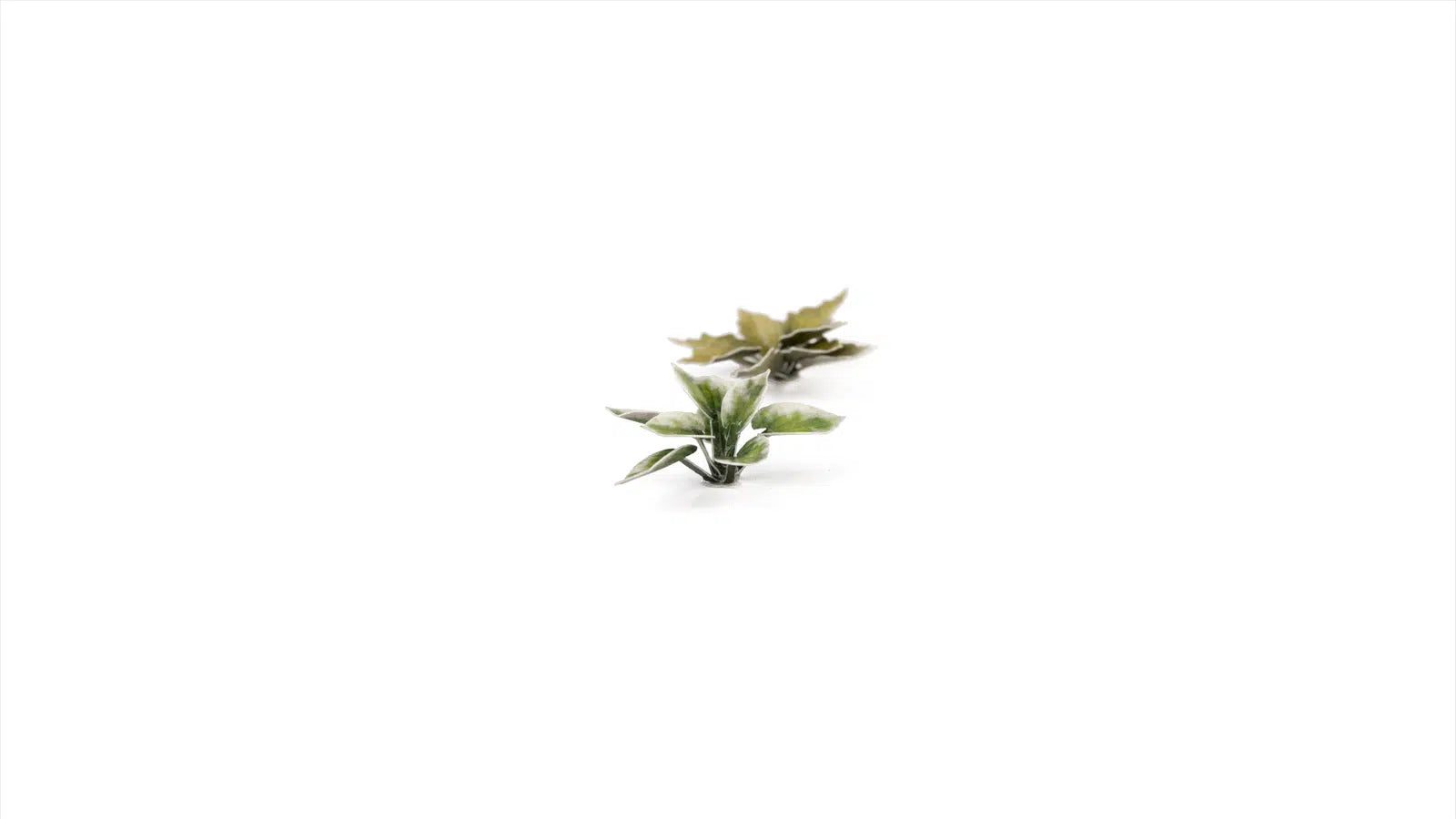 Laser plants-Plantain Lily