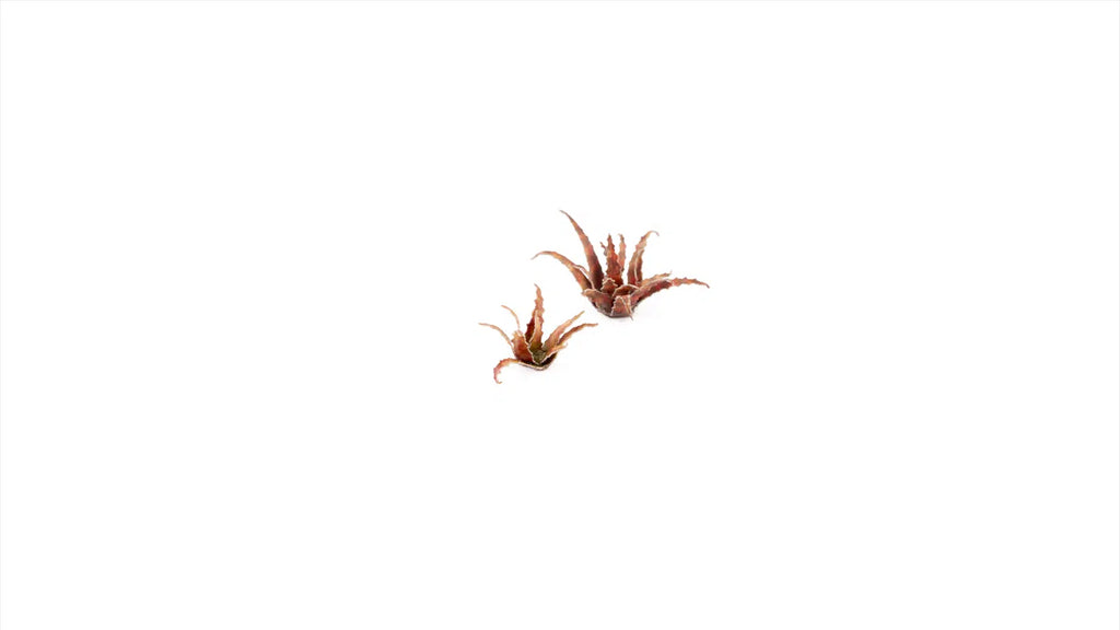 Laser plants-Red Aloe